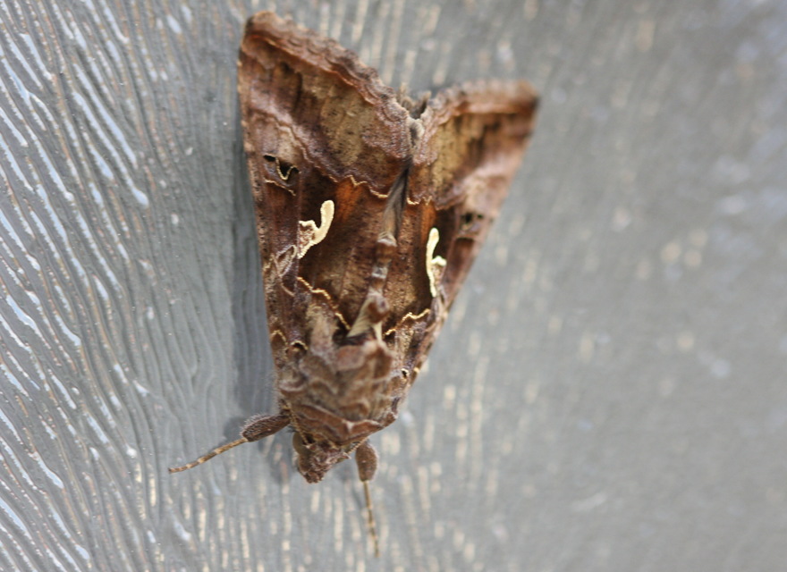 Autographa gamma - gammalepke