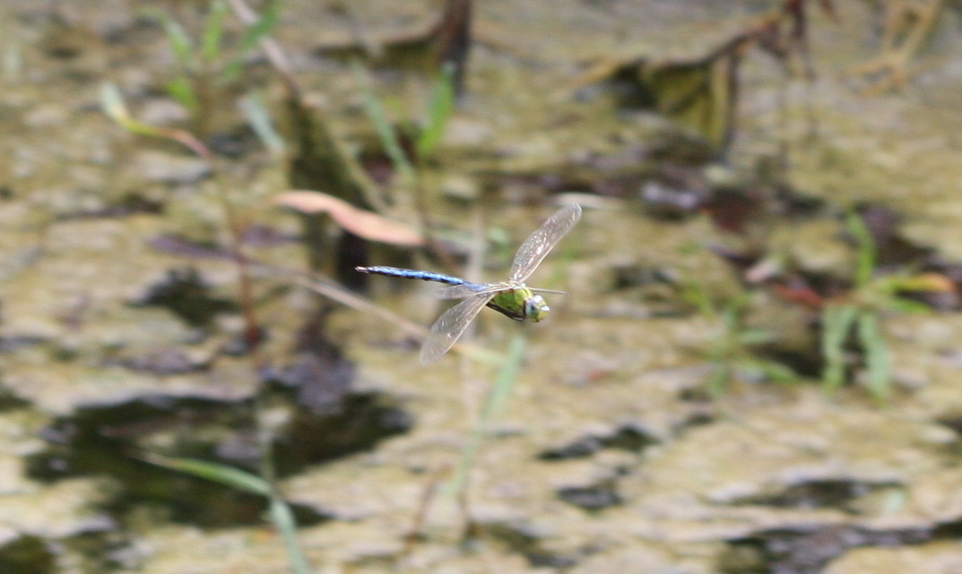 Anax imperator - zöld óriásacsa