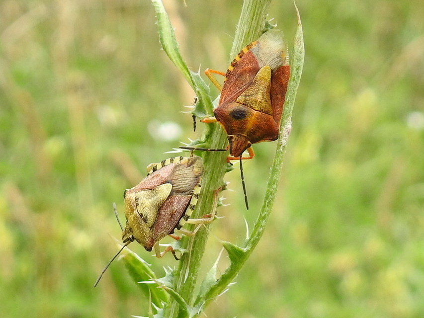 Carpocoris