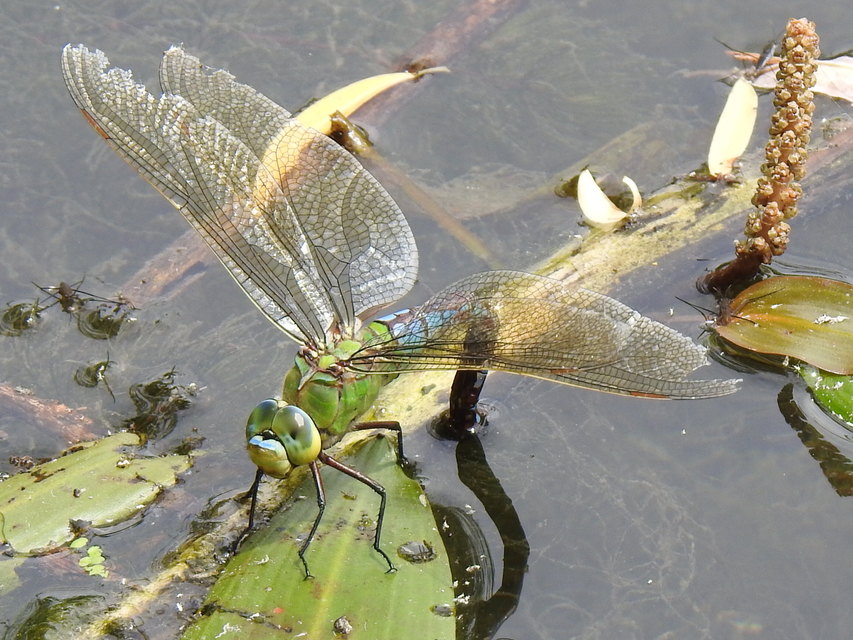 Anax imperator - zöld óriásacsa