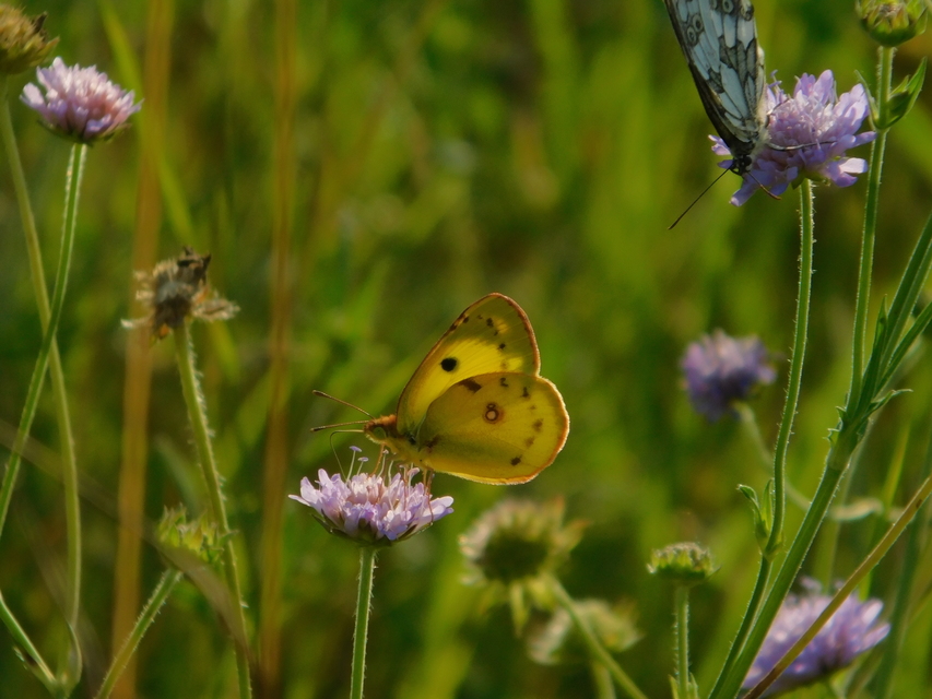 Colias erate - csángó-kéneslepke