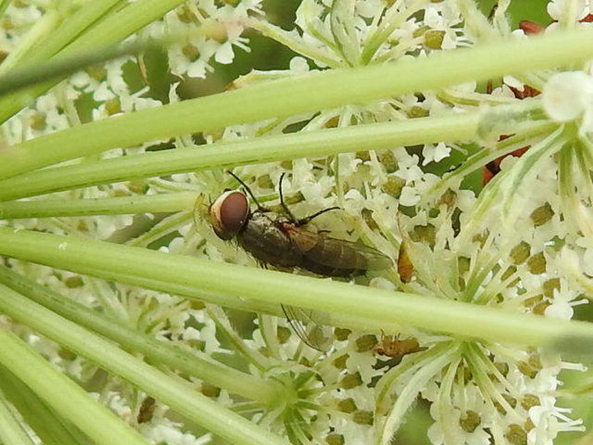 Miltogramminae