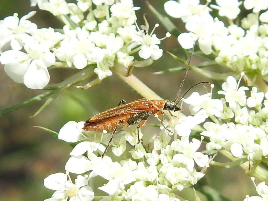 Oedemera podagrariae - székfű-álcincér