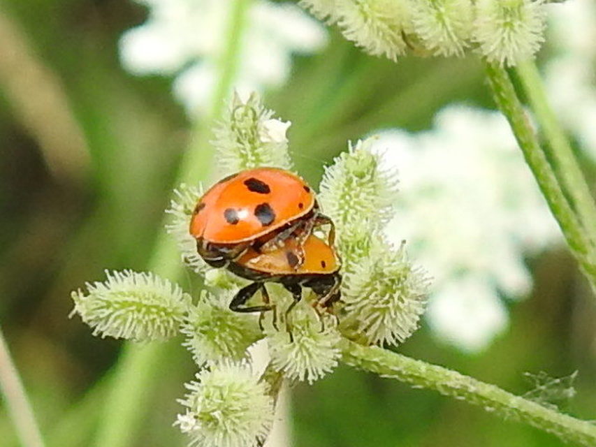 Hippodamia variegata - tizenhárompettyes katica