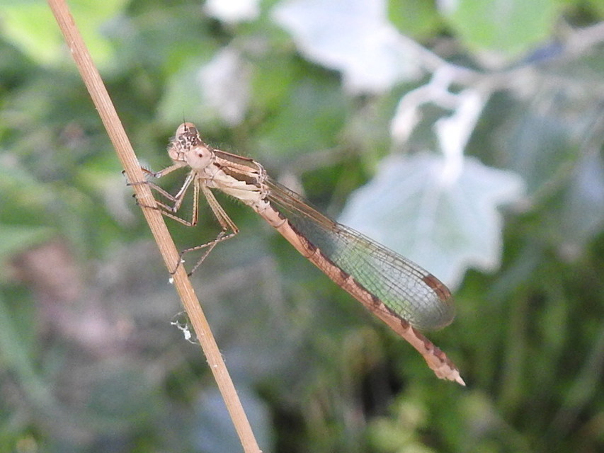 Sympecma fusca - téli rablószitakötő
