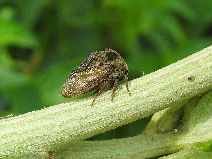 Centrotus cornutus - szarvaskabóca