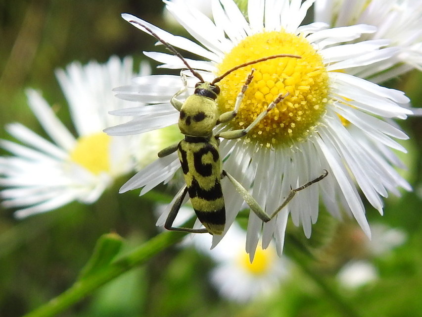 Chlorophorus varius - díszes darázscincér