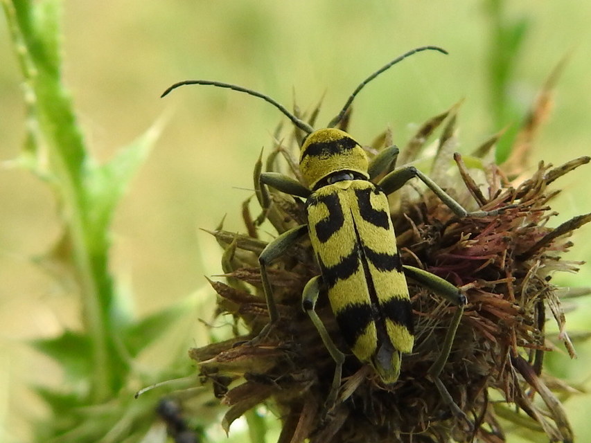 Chlorophorus varius - díszes darázscincér