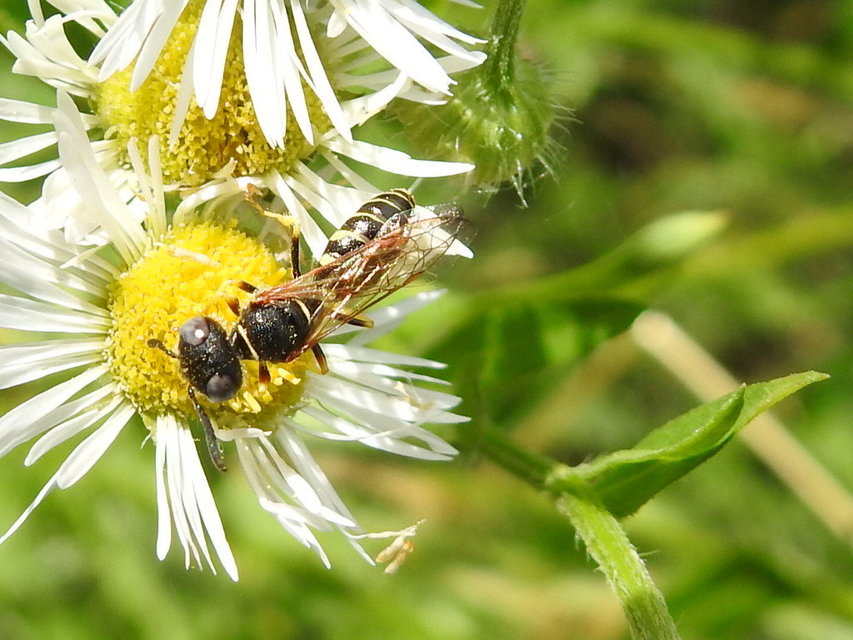 Crabronidae - szitásdarazsak