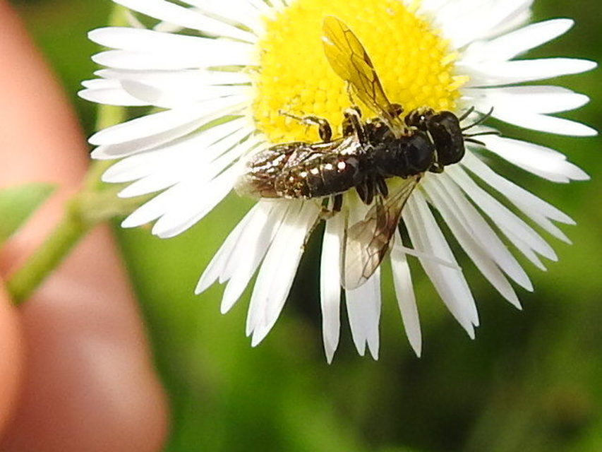 Crabronidae - szitásdarazsak