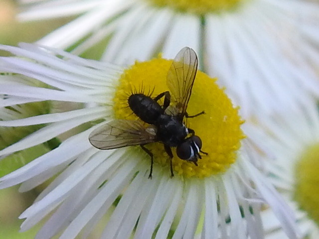 Phania