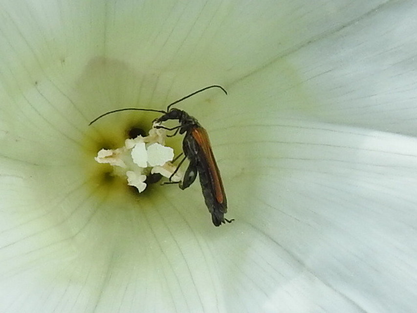 Oedemera femorata - sárgahátú álcincér