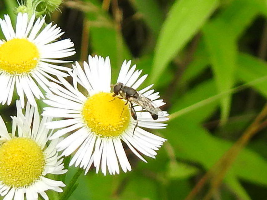 Syritta pipiens - zizegő comboslégy