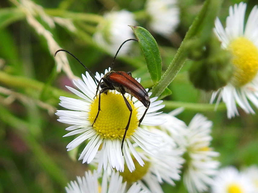 Stenurella bifasciata - kétöves karcsúcincér