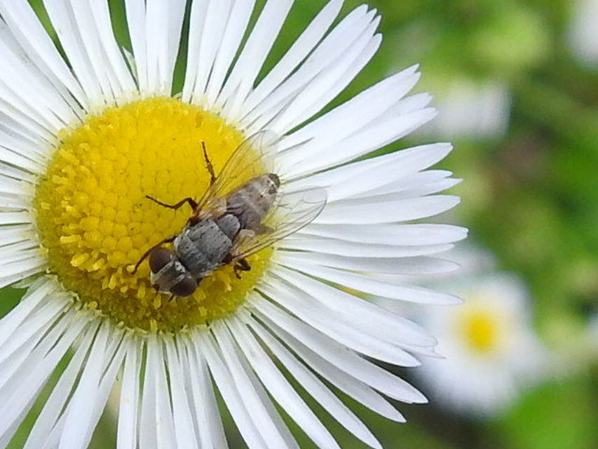 Miltogramminae