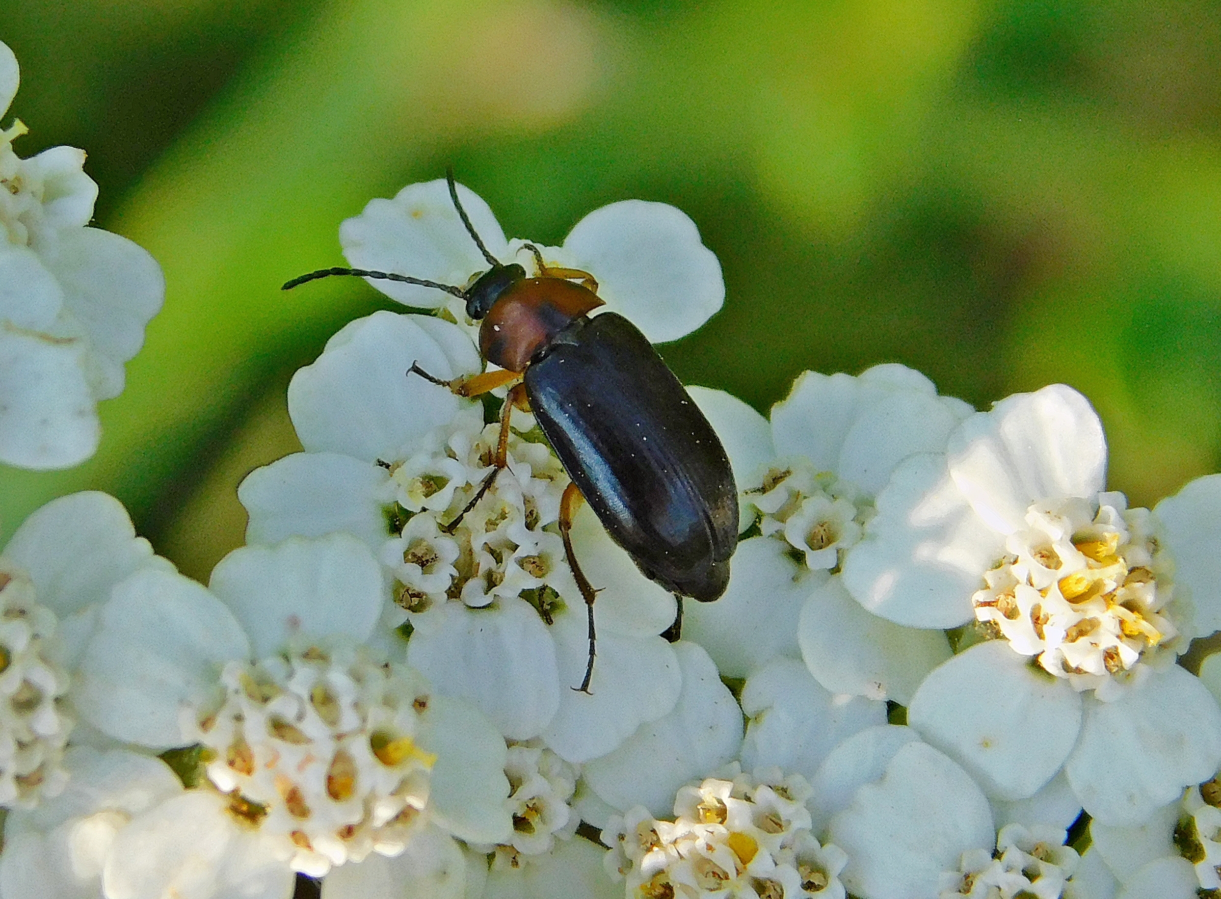 Cteniopus sulphuripes - fekete kénbogár