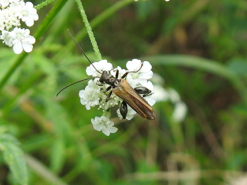 Oedemera femorata - sárgahátú álcincér