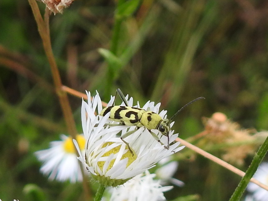 Chlorophorus varius - díszes darázscincér