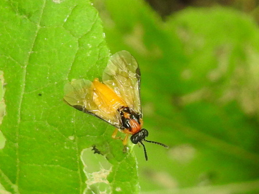 Tenthredinidae - valódi levéldarazsak