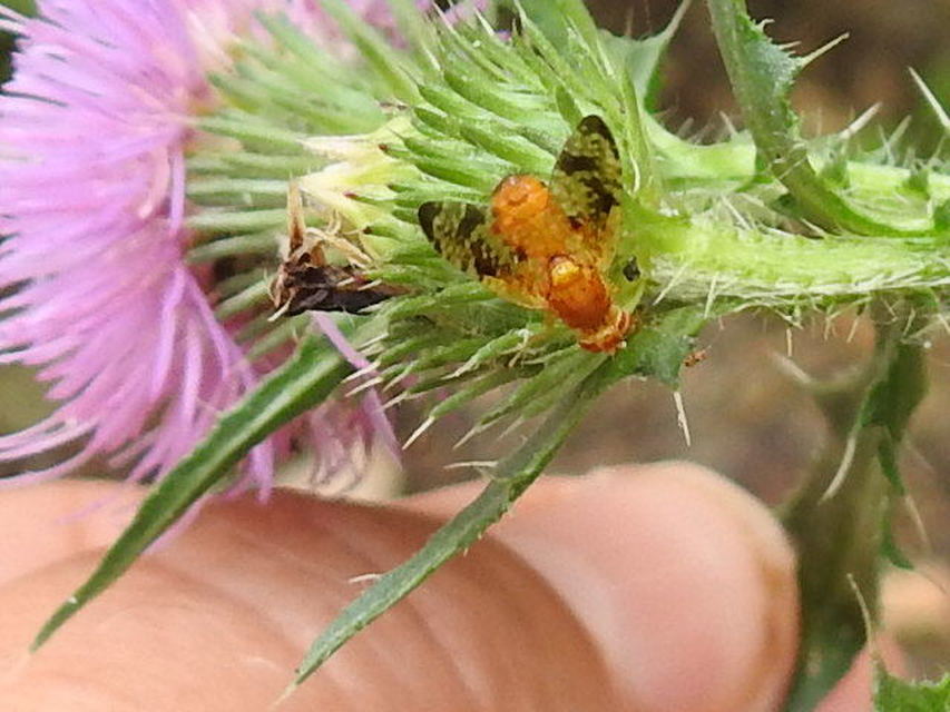 Xyphosia miliaria