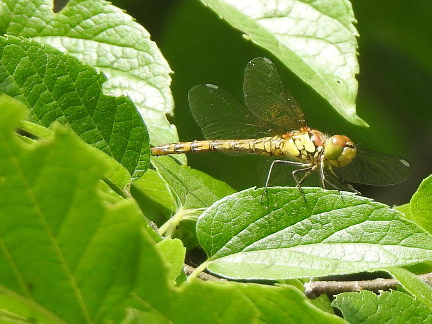 Sympetrum striolatum - harántsávos katona-szitakötő