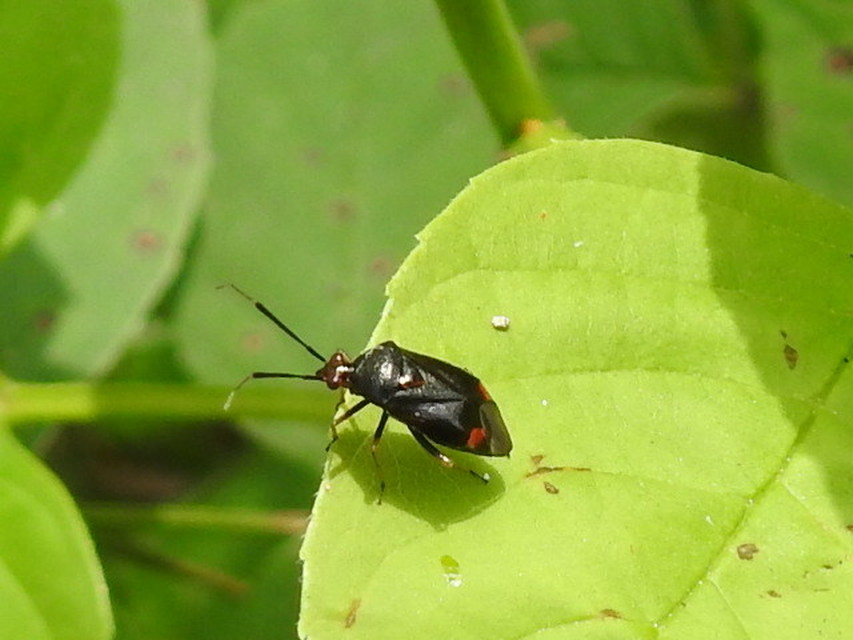 Deraeocoris ruber - vöröses mezeipoloska