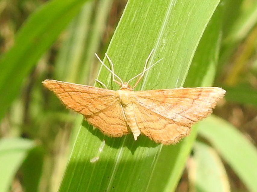 Idaea ochrata - okkerszínű sávosaraszoló