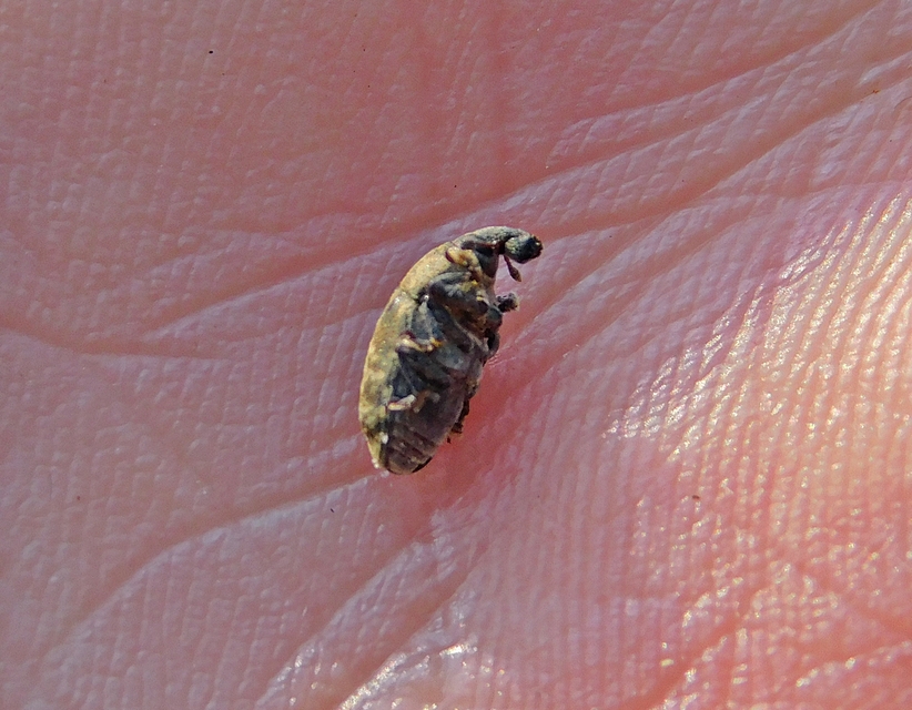 Larinus obtusus - imola-púderbarkó
