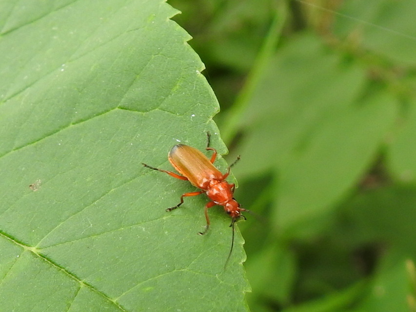 Rhagonycha fulva - feketevégű lágybogár
