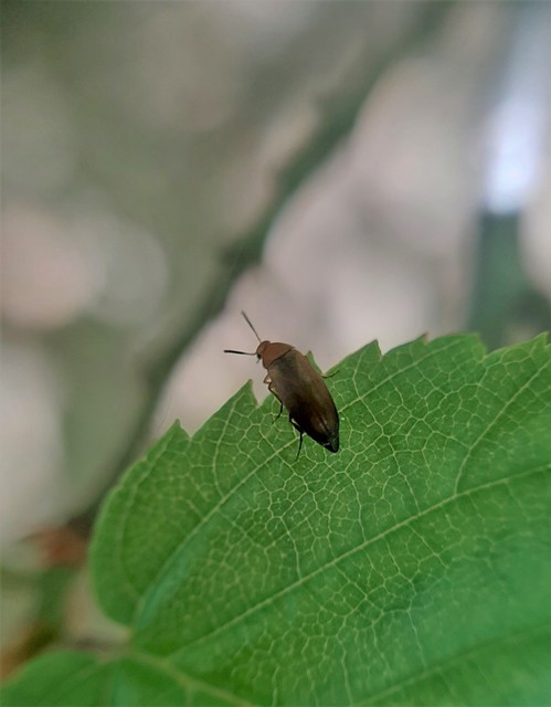 Anaspis flava - sárga árvabogár