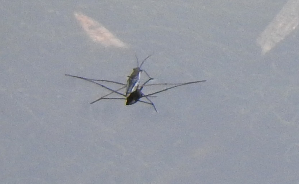 Gerridae - molnárpoloskák