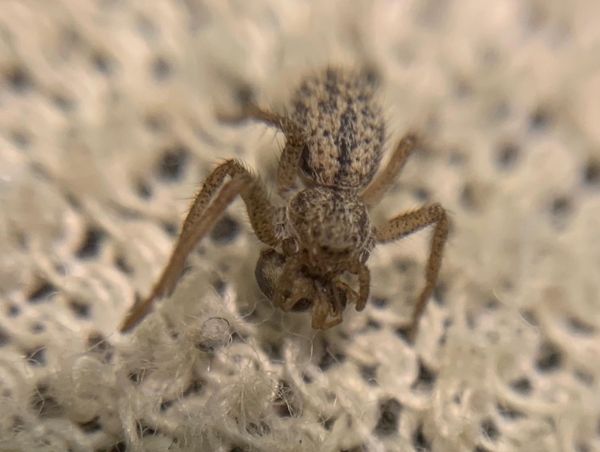 Thanatus striatus