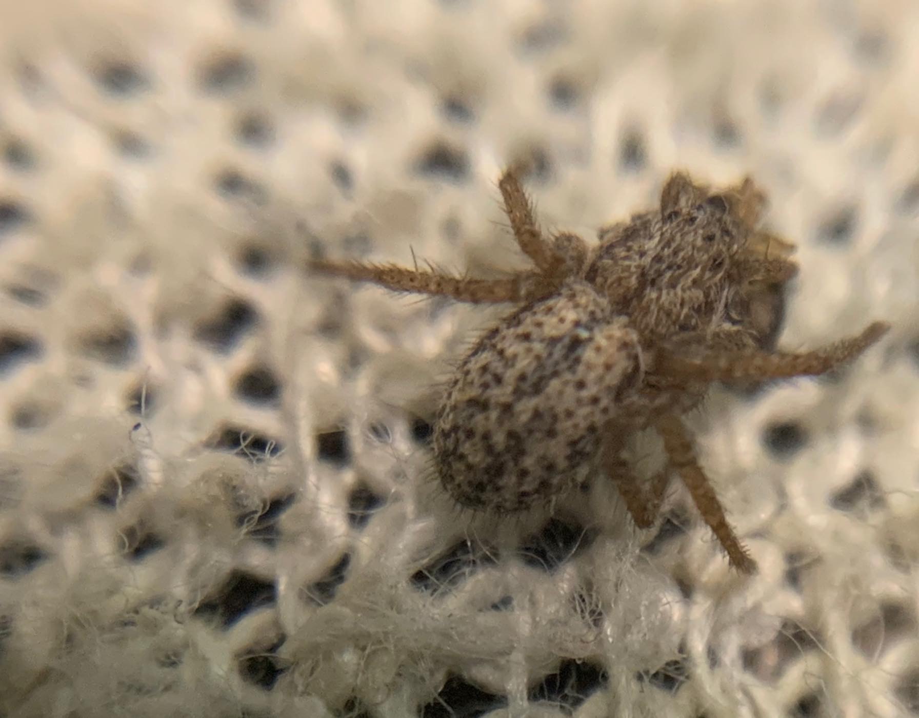 Thanatus striatus
