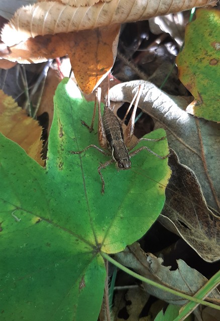 Pachytrachis gracilis - karcsú szöcske
