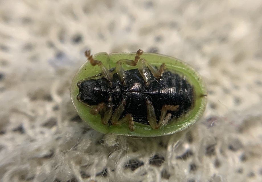 Cassida