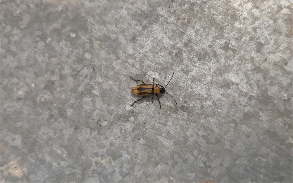 Diabrotica virgifera - amerikai kukoricabogár