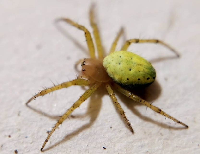 Araniella cucurbitina - zöld keresztespók