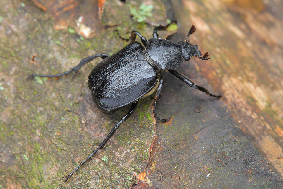 Gnorimus variabilis - nyolcpettyes virágbogár