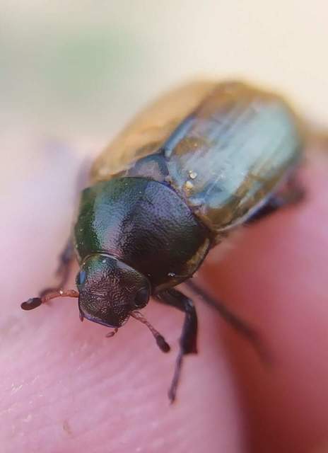 Anomala dubia - kis fináncbogár