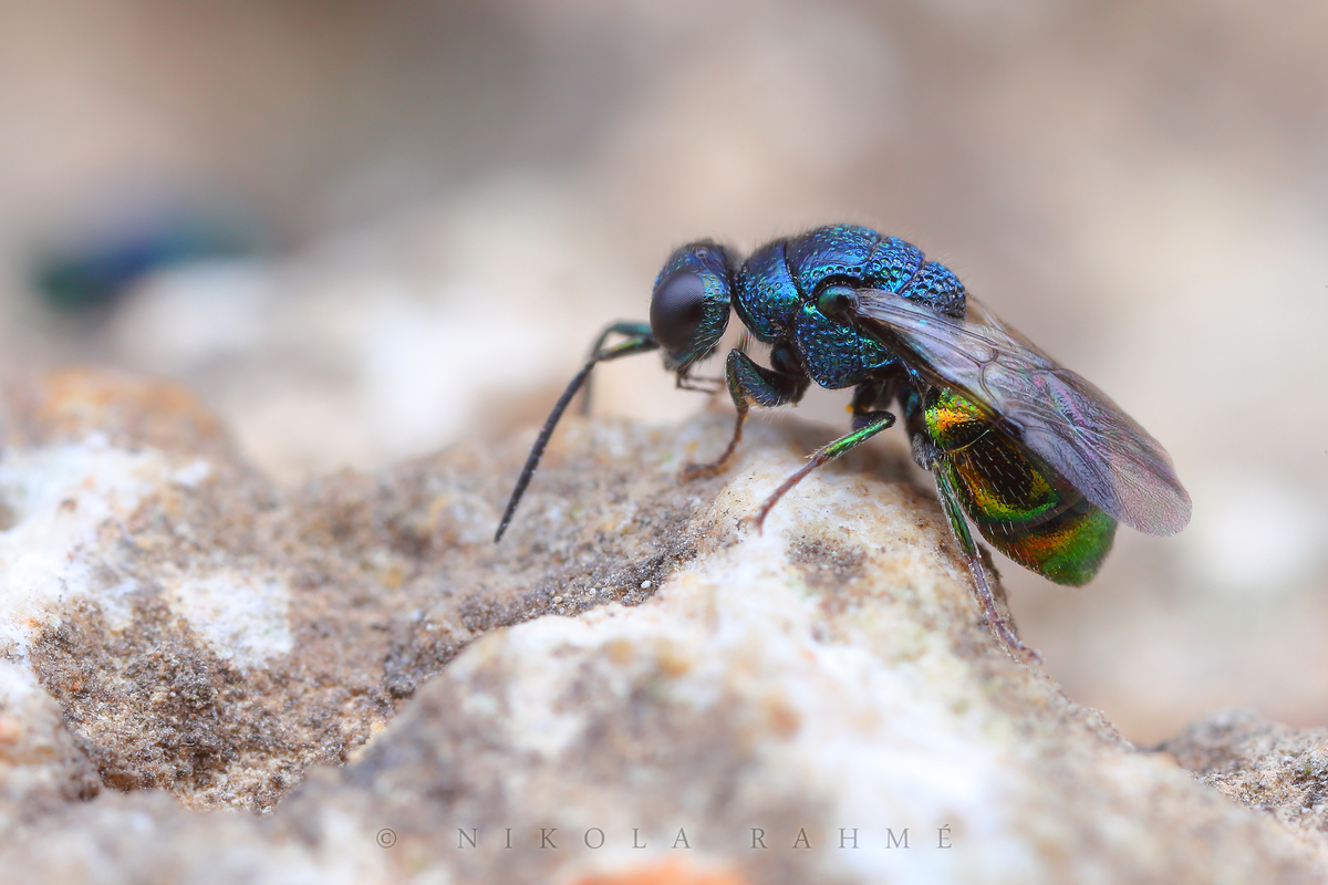 Pseudomalus triangulifer