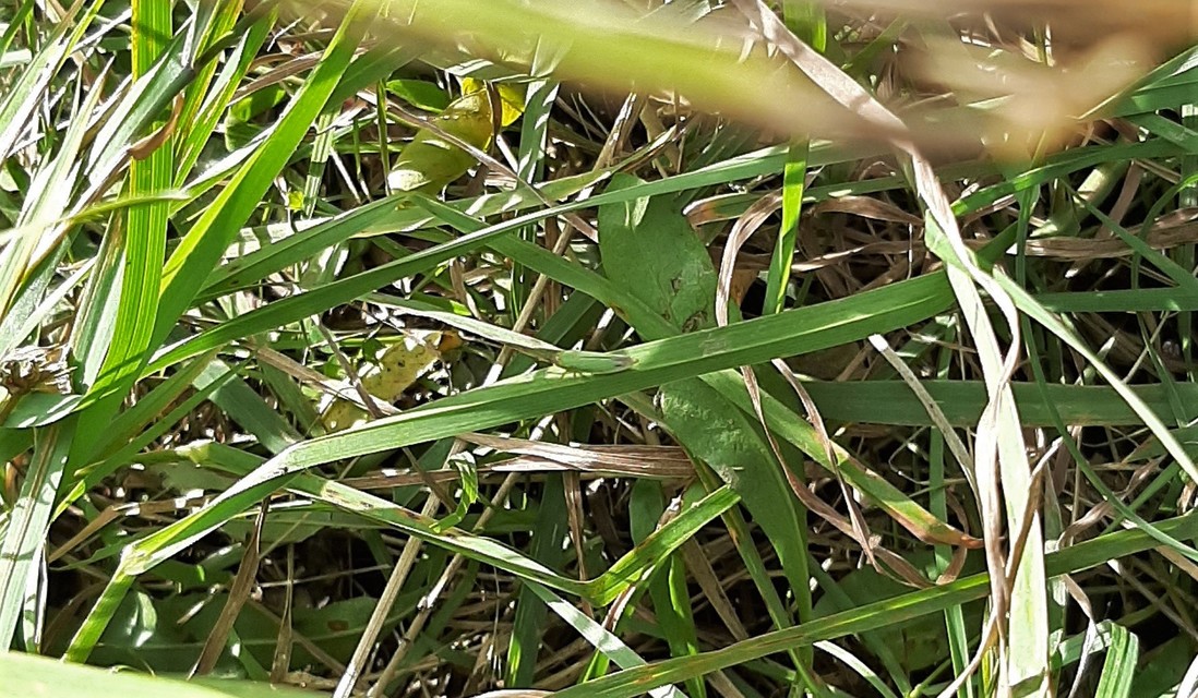 Cicadella viridis - méregzöld kabóca