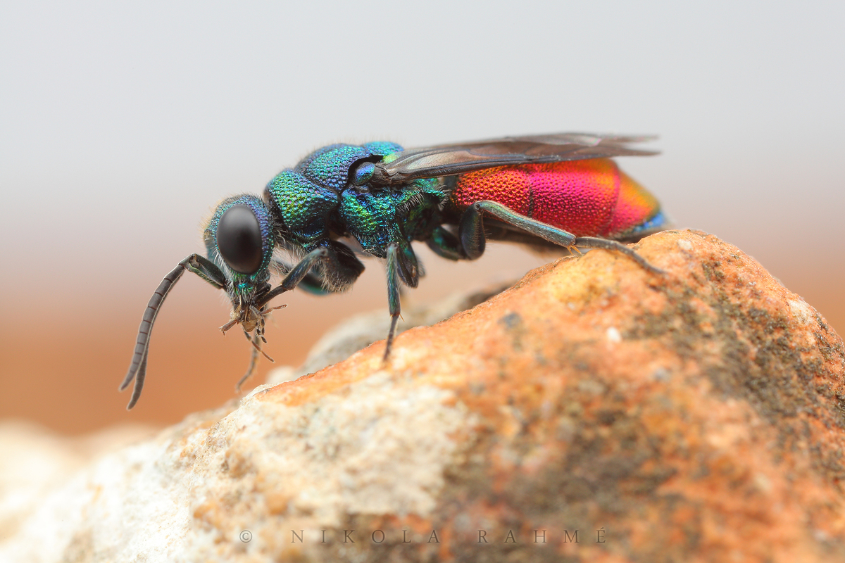 Chrysis graelsii