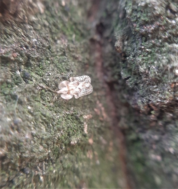 Corythucha arcuata - tölgy-csipkéspoloska