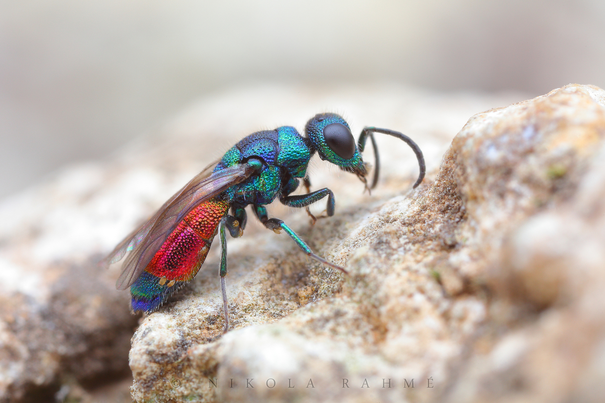 Chrysis splendidula