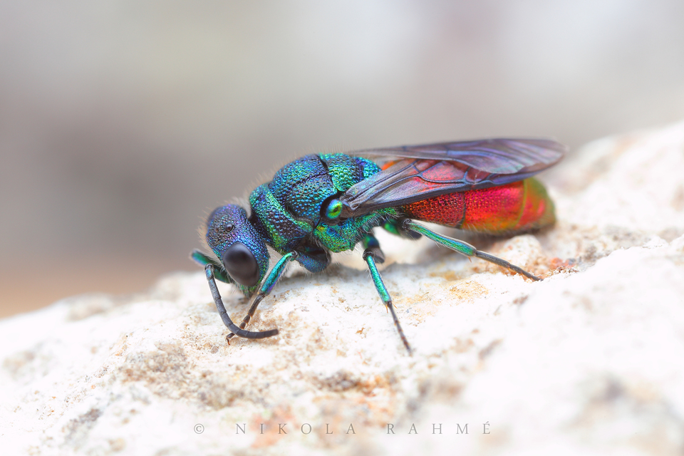 Chrysis