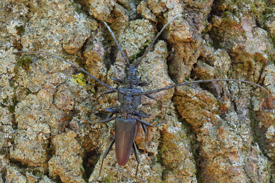 Cerambyx cerdo - nagy hőscincér