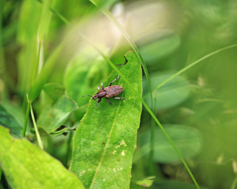 Tanymecus palliatus - közönséges hegyesfarúbarkó
