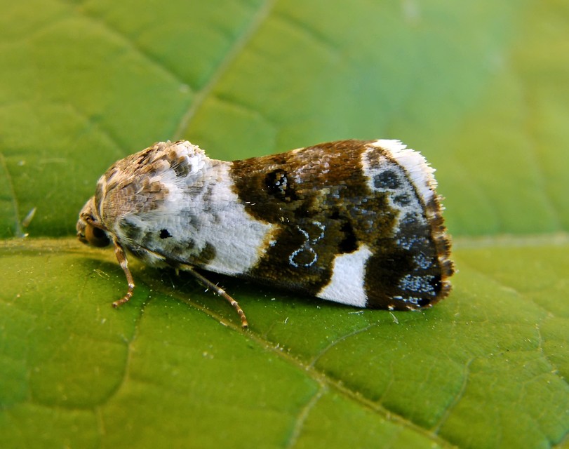 Acontia lucida - fehér nappalibagoly