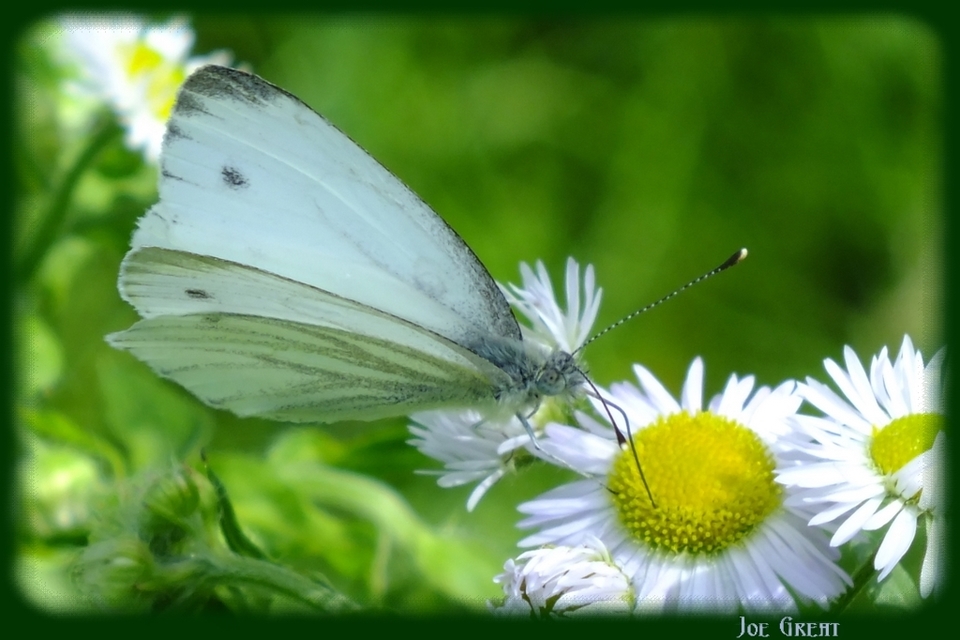 Pieris napi - repcelepke