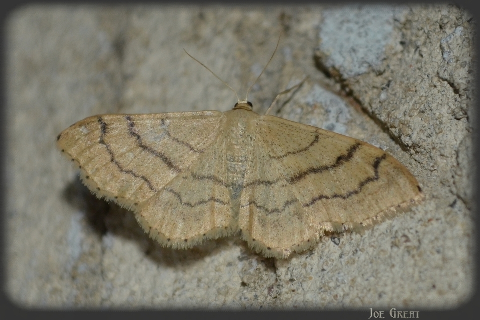 Idaea deversaria - egyszínű sávosaraszoló